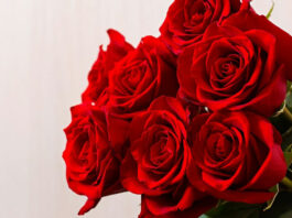 ¿Qué son las rosas preservadas y cómo se conservan para siempre?