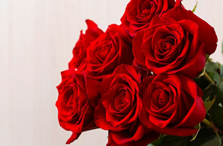 ¿Qué son las rosas preservadas y cómo se conservan para siempre?