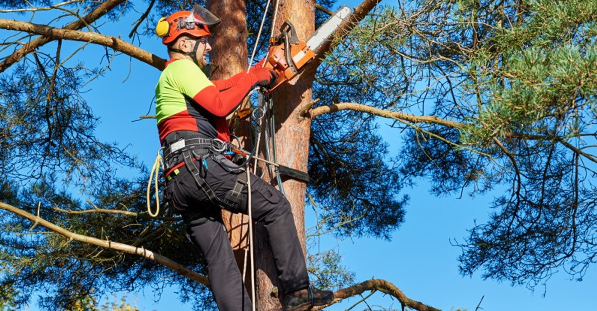 Por qué la poda es esencial
