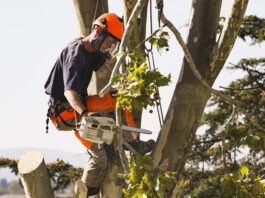 Qué debes saber sobre la poda, tan importante como el calendario