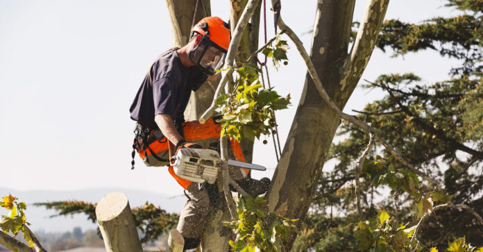 Qué debes saber sobre la poda, tan importante como el calendario