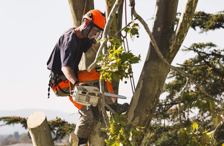 Qué debes saber sobre la poda, tan importante como el calendario