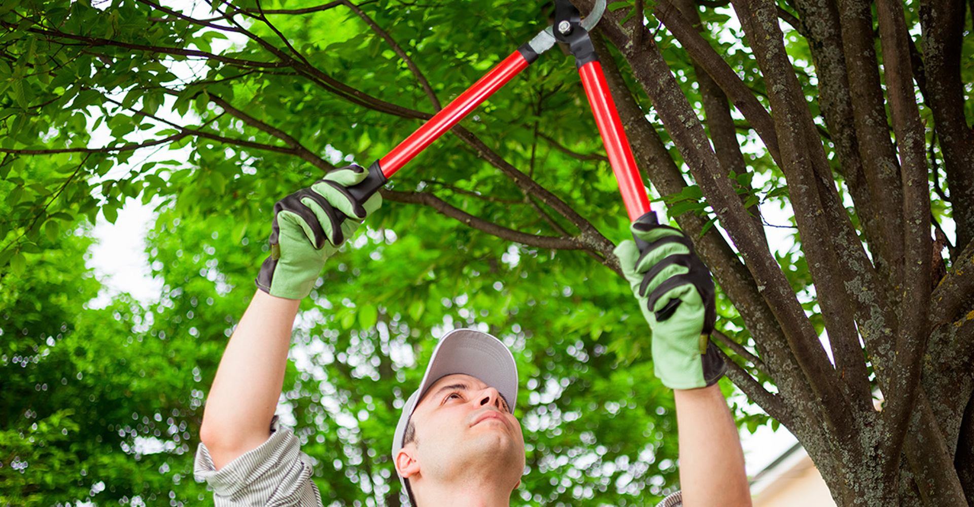 Riesgos de una poda mal hecha o en el momento inadecuado